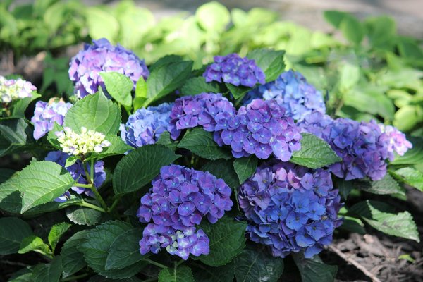 Welche nachhaltigen Optionen gibt es für Bodenbeläge?